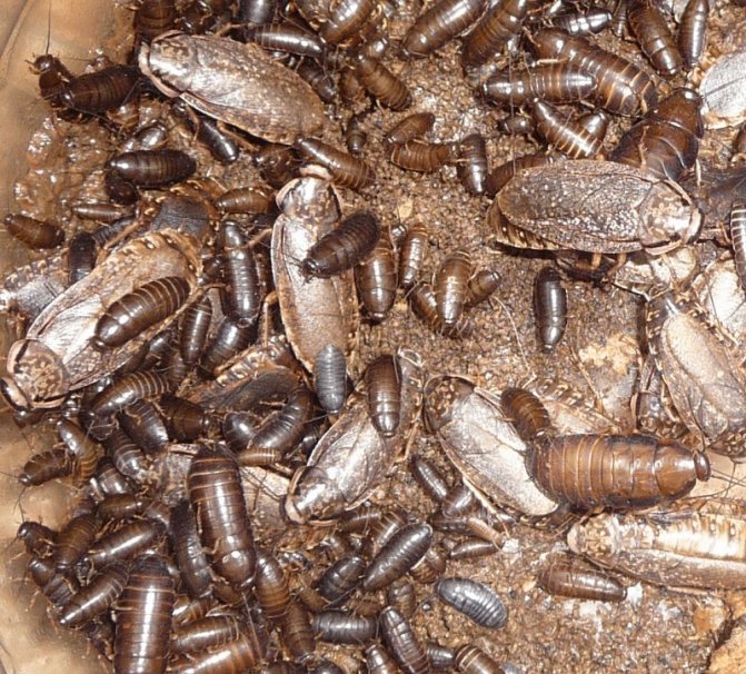 Мраморные тараканы - колония