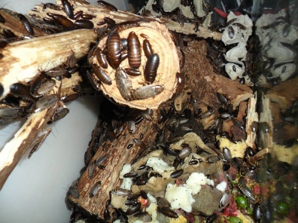 Мраморный таракан: зачем разводят и содержат