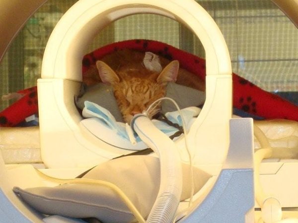 МРТ кошкам проводят под наркозом