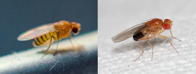 Муха дрозофила самка и самец - сравнение