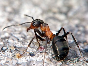 муравьи в большом количестве