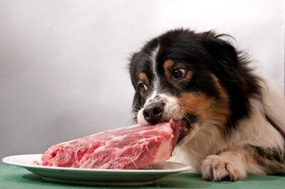 Мясо - лучший корм для собаки