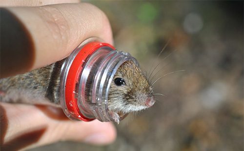 Мышь в бутылке