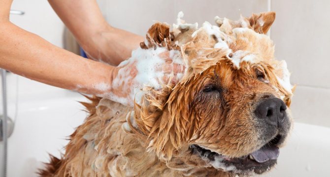 Мытье собаки шампунем от блох