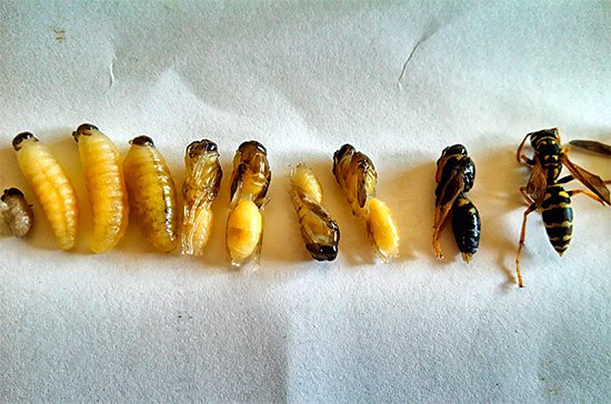 На этой фотографии можно проследить цикл превращения личинки осы во взрослое насекомое.