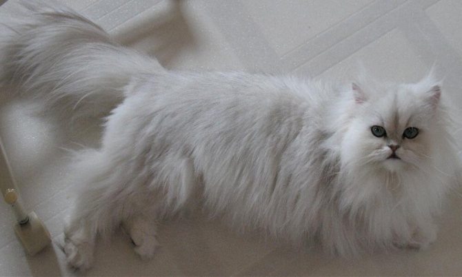 На фото кот породы Персидская шиншилла