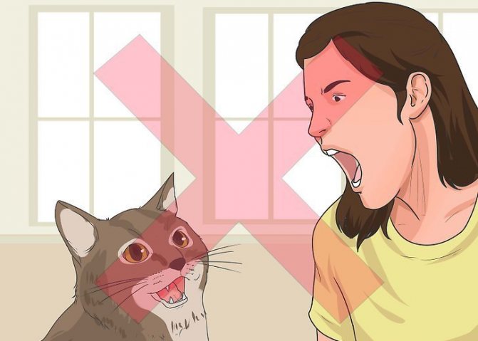 на кошку нельзя кричать