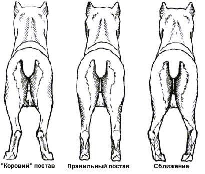 Наглядное изображение дисплазии тазобедренных суставов