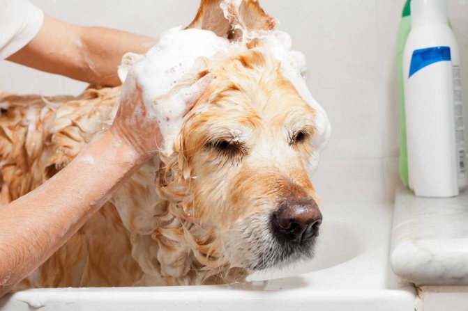 Нанесение шампуня на собаку