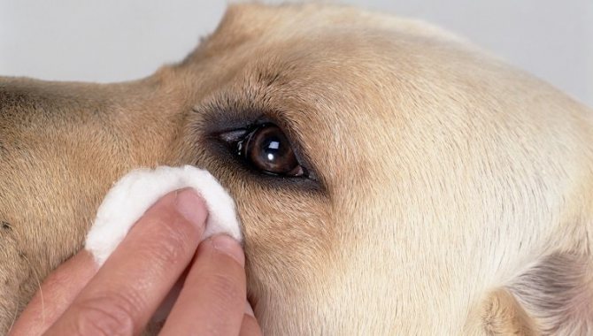 Мутные глаза у собаки: катаракта, третье веко, бельмо, глаукома, пленка .