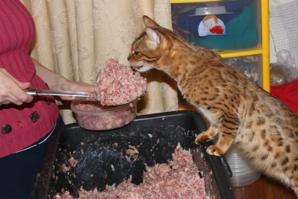 Натуральное питание для взрослой бенгальской кошки