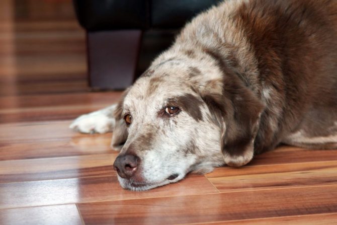 Недержание мочи у собак — причины, симптомы, диагностика и особенности лечения