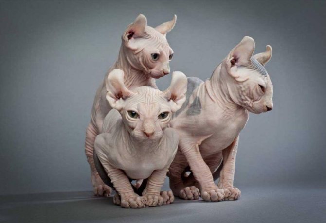 Нелиняющие породы кошек