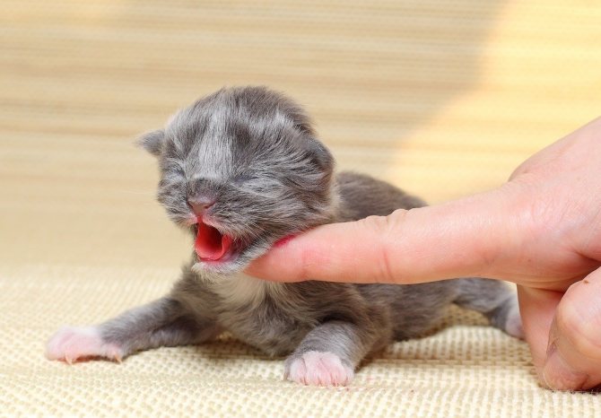 Нельзя устраивать лежанку для новорожденных котиков около батареи