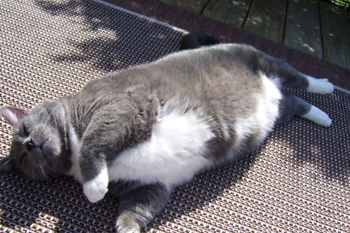 Немного толстый кот