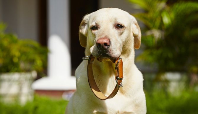 Неправильно подобранный ошейник или поводок может стать причиной нежелания собаки покидать дом