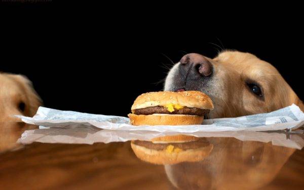 Несбалансированное питание собак