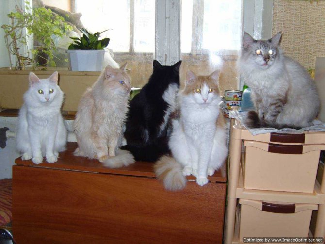 Несколько кошек в доме