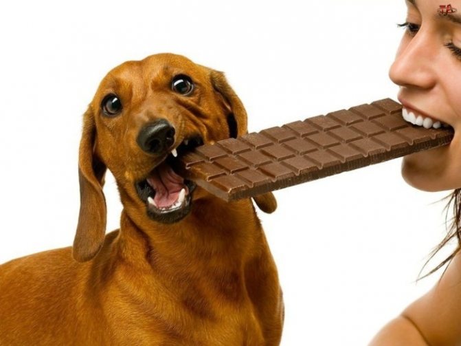 Несвойственная для собаки еда приводит к нарушению работы кишечника