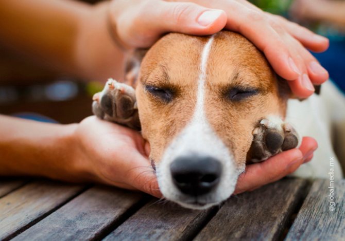 Невротические расстройства могут стать причиной того, что собака грызет хвост