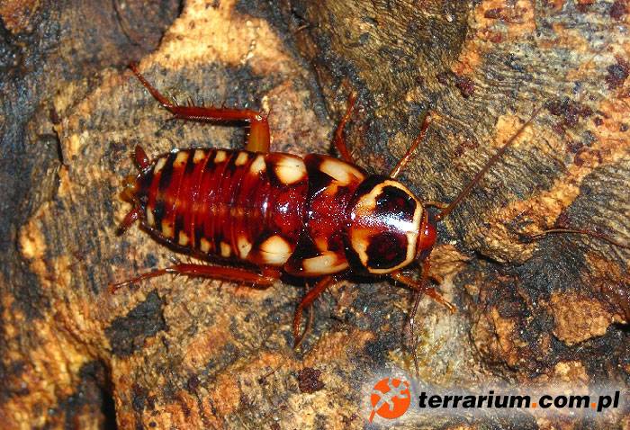 Нимфа (личинка) австралийского таракана (лат. Periplaneta australasiae)