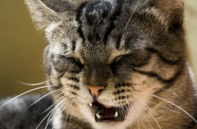 Норма поведения, или патология? Почему кошка дышит с открытым ртом?