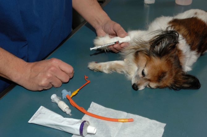 Нормы и таблица расшифровки результатов биохимического анализа крови у собак