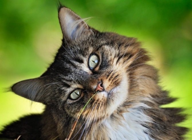 Нос и уши трогают на предмет выяснения температуры кошек
