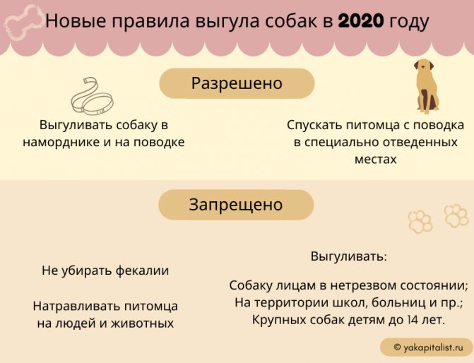 Новые правила выгула собак в 2020 году