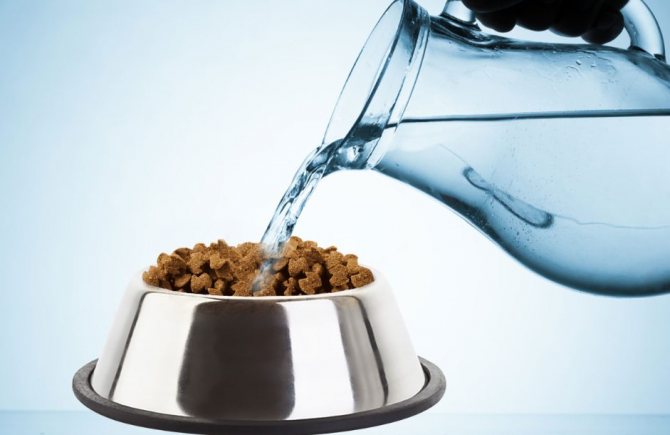 Нужно ли размачивать сухой корм водой или молоком собаке?
