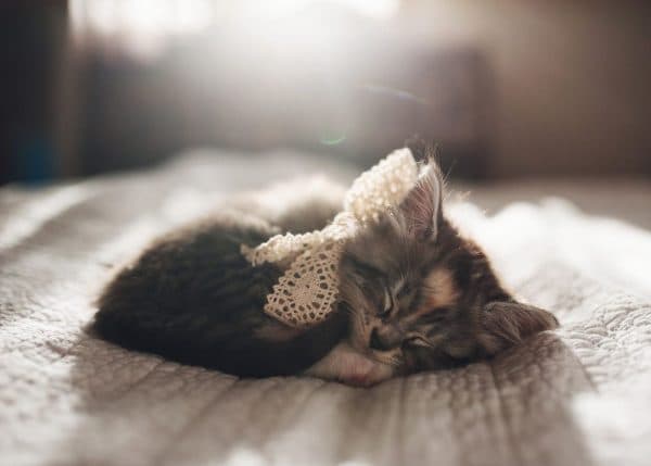 О чем говорит расцветка котенка во сне