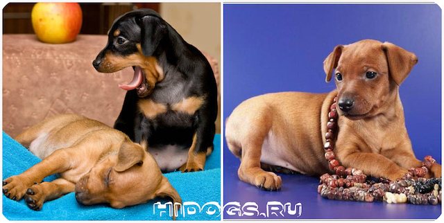 О щенках цвергпинчера - особенности содержания, питание собаки, стандарт породы, выбор щенка.