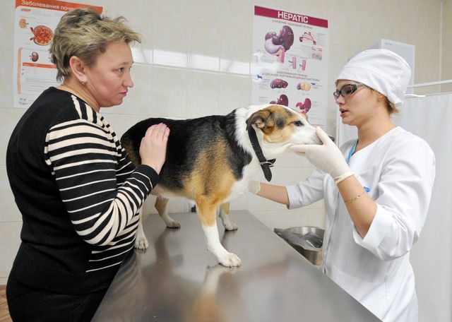обезболивающее средство для собак при онкологии