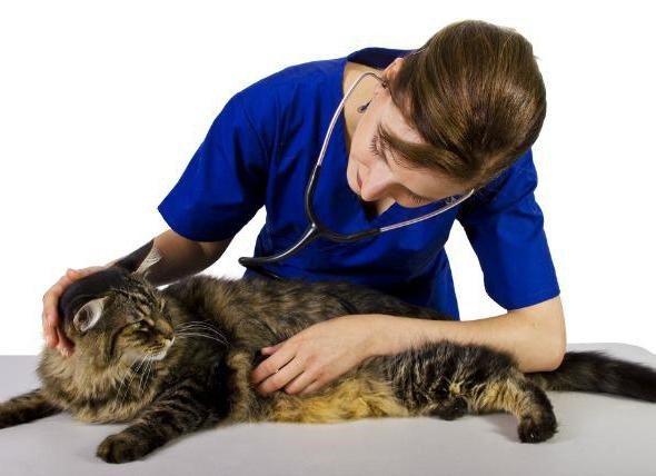 Обработку от эктопаразитов беременным кошкам проводят под контролем ветврача