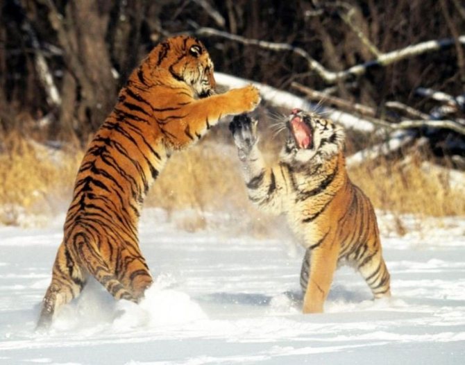 Общение двух амурских тигров.