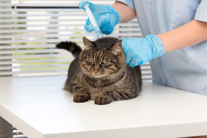 Общий анализ крови у кошек - расшифровка