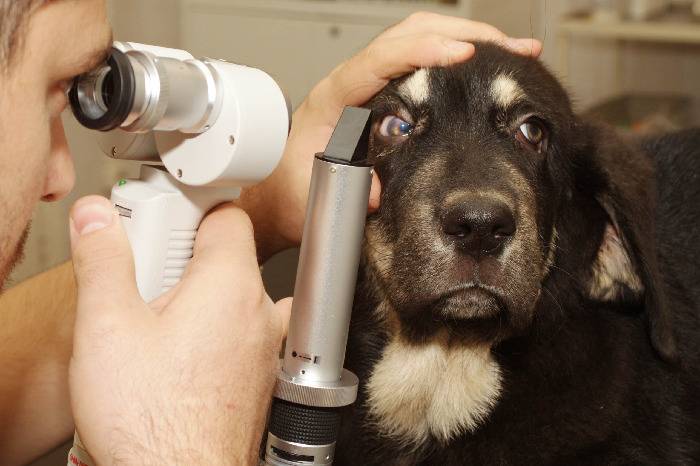 обследование глаза собаки