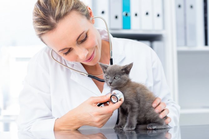 Обследование кошки ветеринаром