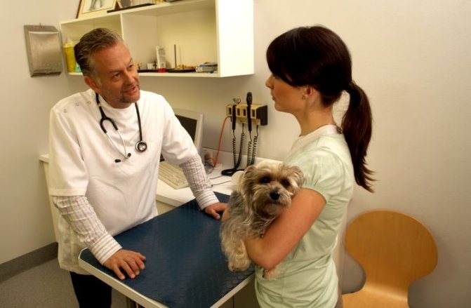 Обследование собаки у ветеринара