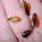 Обычные домашние тараканы действительно могут представлять немалую опасность для здоровья человека - о том, как они наносят вред мы дальше и поговорим...