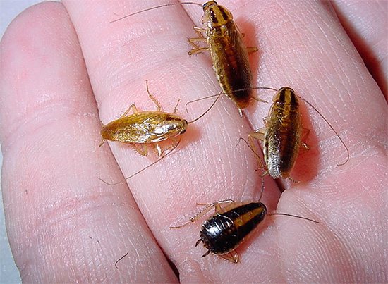 Обычные домашние тараканы действительно могут представлять немалую опасность для здоровья человека - о том, как они наносят вред мы дальше и поговорим...
