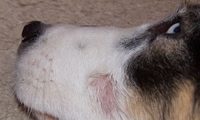 Очаговая форма демодекоза у собаки