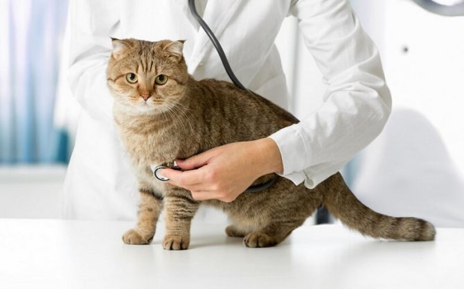 ОХД у шотландских кошек как распознать и лечить заболевание