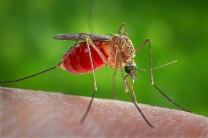 Опасен ли для человека самец комара