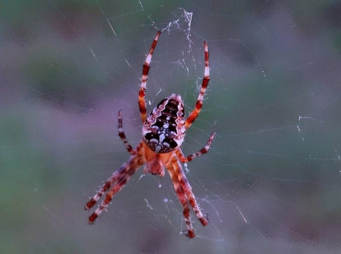 Опасен ли паук