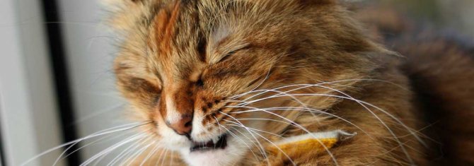 Опасные причины по которым кошки чихают