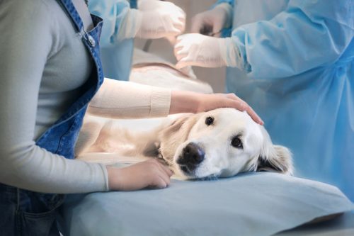 Операция кастрация собаки