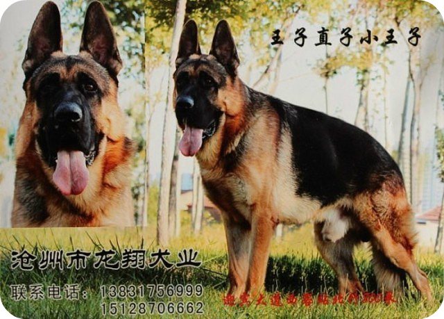 Описание породы китайских овчарок, характер и содержание собаки, особенности воспитания.