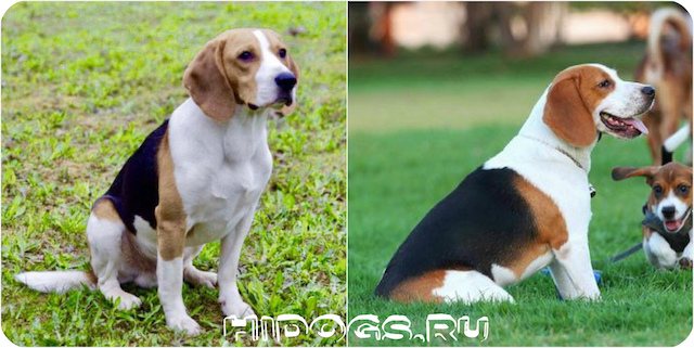Описание породы собак - Эстонские гончих, особенности охоты с псом, уход, характер и питание.