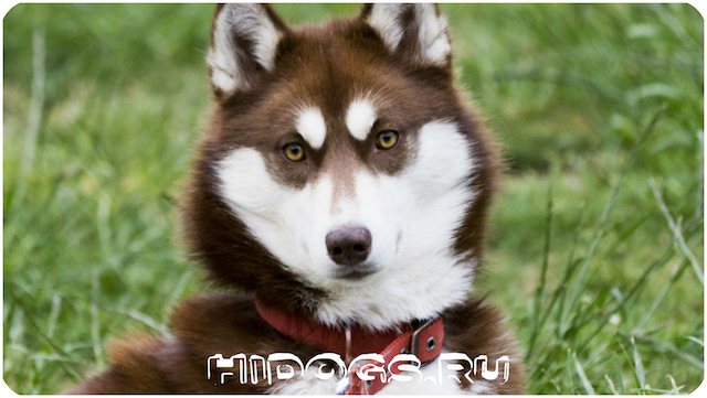 Описание породы собак - сибирских хаски, особенности воспитания, стандарт, как кормить и выбрать щенка.